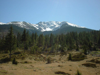 Mountain range snow trees foreground - grass and bushes free wallpaper
