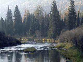 River forest foggy day people - tree and grass free wallpaper