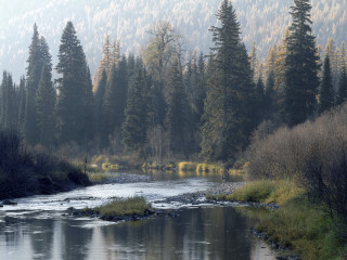 River forest foggy day people 3 - a foggy day free wallpaper