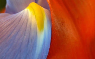 Flower closeup macro photography color - a blue center free wallpaper for desktop