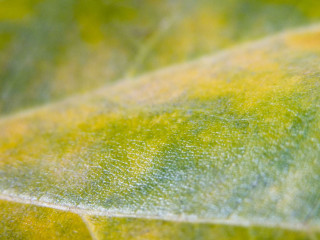 Close up leaf yellow green - a close up of a leaf free wallpaper
