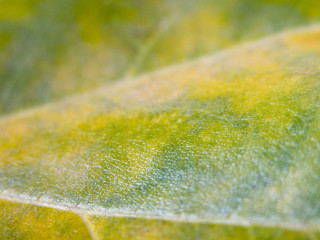Close up leaf yellow green 3 - a close up of a leaf free wallpaper