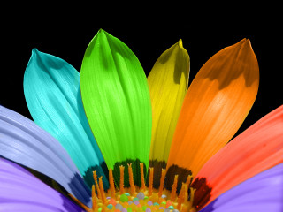 Colorful flower black background close - a colorful flower free wallpaper