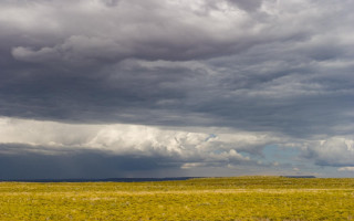 Field animals cloudy sky trees 3 - a few cloud above free wallpaper