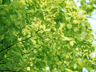 Tree green leaves blue sky - blue sky in the background free wallpaper