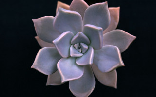 Large white flower black background 2 - a black background in the background free wallpaper