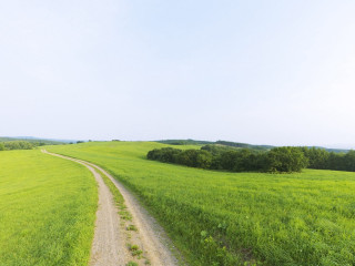 Dirt road lush green field - a lush green field next free wallpaper for desktop