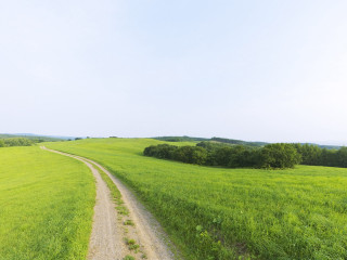 Dirt road lush green field 3 - a lush green field next free wallpaper for desktop