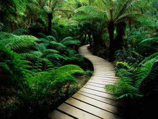 Wooden path forest fern walkway - a wooden walkway free wallpaper for desktop