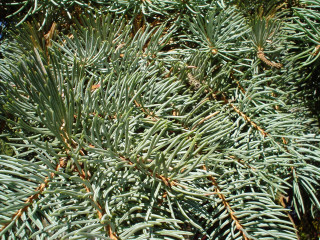 Pine tree closeup needles branches - a close up of a pine tree free wallpaper