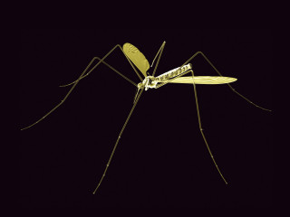Mosquito dark background yellow tip - an illustration free wallpaper for desktop