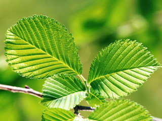 Green leaf macro nature blurry - a blurry background of leaves free wallpaper