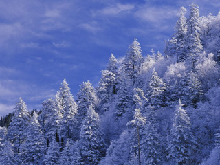 Snowy forest blue sky bush - forest free wallpaper