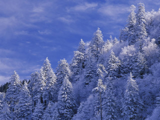 Snowy forest blue sky trees - forest free wallpaper