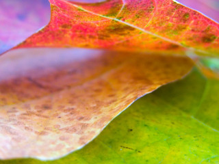 Close up leaf blurry background 5 - macro photography free wallpaper