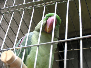 Green parrot cage wooden stick - a cage free wallpaper