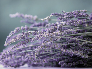 Lavender flowers table blurry background 4 - a table top free wallpaper
