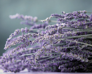 Lavender flowers table blurry background 2 - flavia bloi free wallpaper for desktop