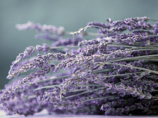 Lavender flowers table blurry background 3 - a blurry background of the flowers free wallpaper