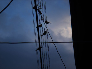 Birds sitting wire sky dusk - cable wire free wallpaper