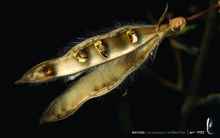 Seed pod with attached seed - end free wallpaper