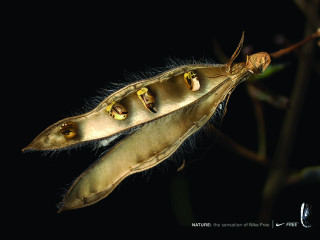 Seed pod three attached seeds 4 - end free wallpaper