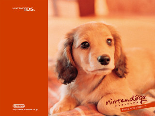 Dog bed nintendo wii controller - akihiko yoshida free wallpaper