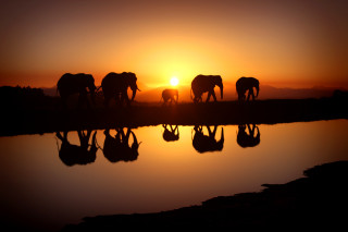 Elephants lake sunset silhouette group - a group of elephants free wallpaper