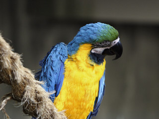 Blue yellow parrot tree branch 3 - parrot free wallpaper