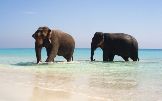 Elephants walking water beach ocean - a clear blue sky free wallpaper