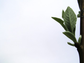 Branch leaves white sky bird - a small bird free wallpaper