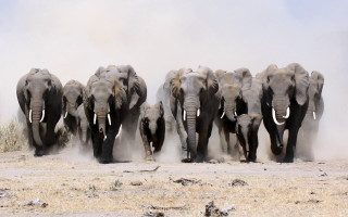 Elephants herd dry grass dust - a herd of elephants free wallpaper