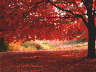 Tree red leaves bench park 2 - a green field free wallpaper for desktop