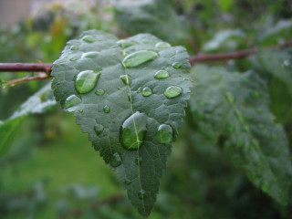 Leaf water drops branch rain - david brewster free wallpaper