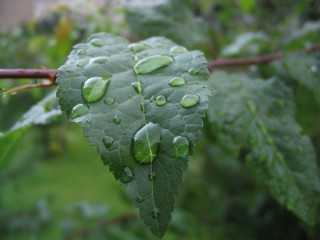 Leaf water drops branch rain 3 - david brewster free wallpaper