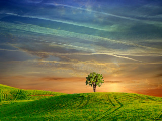 Lone tree green field sunset - a green field free wallpaper for desktop