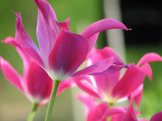Pink flower closeup blurry background 5 - constance copeman free wallpaper