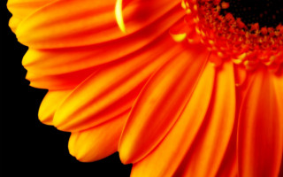 Orange flower macro burn fire - a black center free wallpaper for desktop