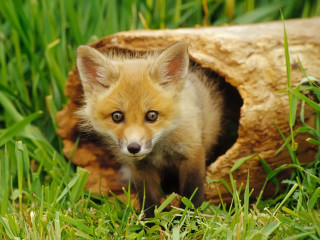 Small fox cub hollow grass 2 - david young cameron free wallpaper