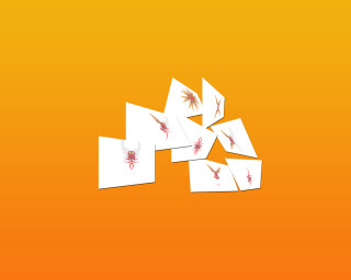 White cards red orange yellow - a white rectangle free wallpaper