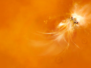 Yellow orange swirly design black - free stars wallpaper for desktop