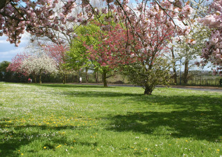 Park trees flowers person walking - free spring wallpaper
