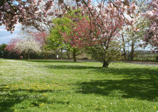 Park trees flowers person walking 2 - free spring wallpaper