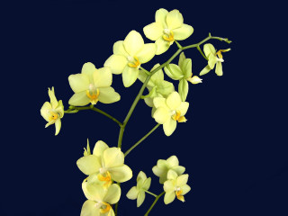 Yellow flowers stem dark background - a stem free wallpaper for desktop