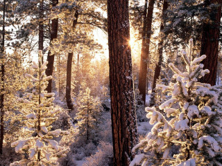 Snowy forest path sunlight trees 3 - a snowy forest free wallpaper