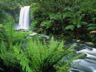 Waterfall lush green trees plants - nature free wallpaper
