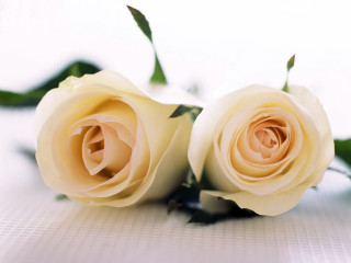 Two white roses sitting on 3 - a table together free wallpaper