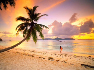 Woman walking beach palm tree - florianne becker free wallpaper for desktop