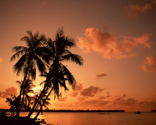 Palm tree silhouette sunset water - against free wallpaper