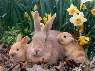 Rabbits grass daffodils sitting behind 2 - two rabbit free wallpaper